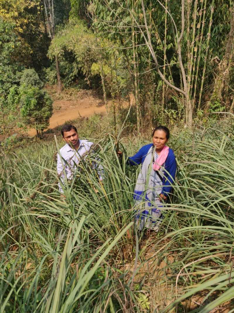 Lemongrass plantation, Mawshynrut