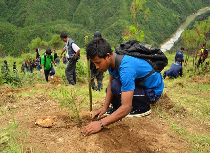 Mega tree plantation